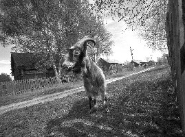 Portfolio (Petrovo Village) 12